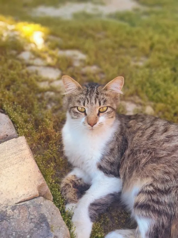 Котик Васька ищет дом