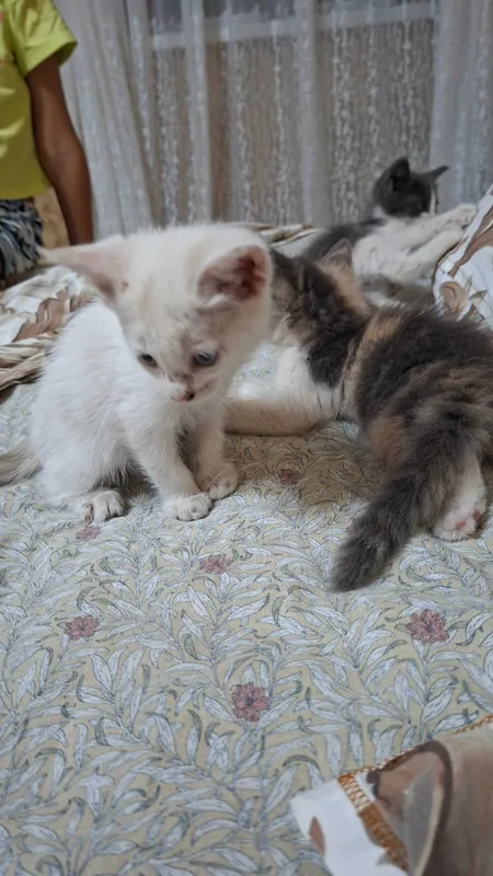 Отдам даром котят — фото 4