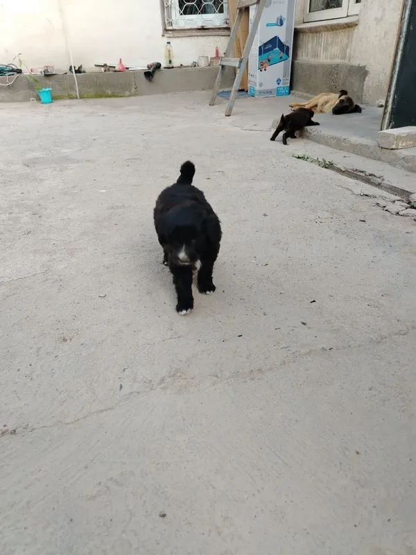 Kuchukchalar bepul 2