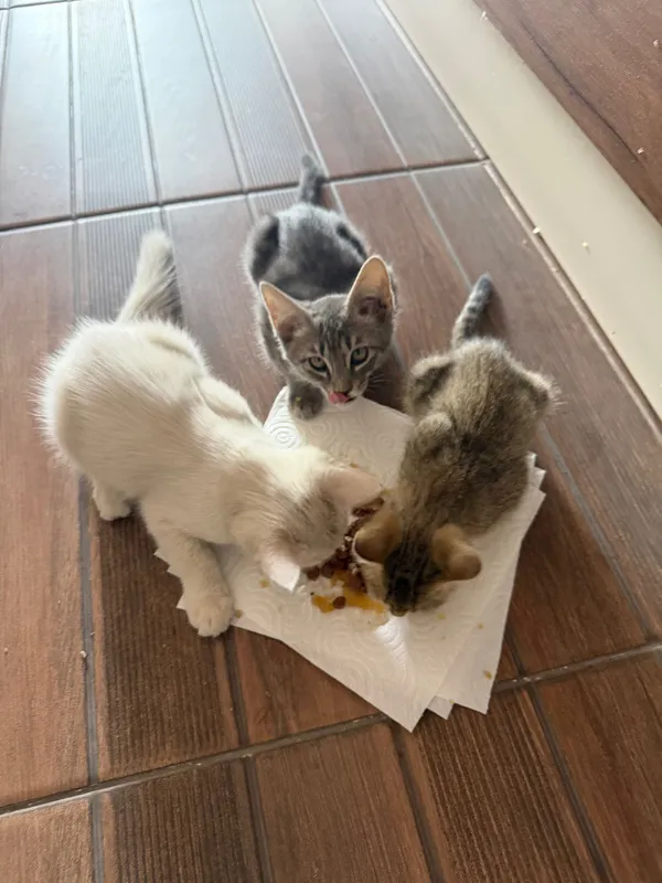 Котята 1-2 месяцев ищут хорошего хозяина 1 Котята 1-2 месяцев ищут хорошего хозяина 1