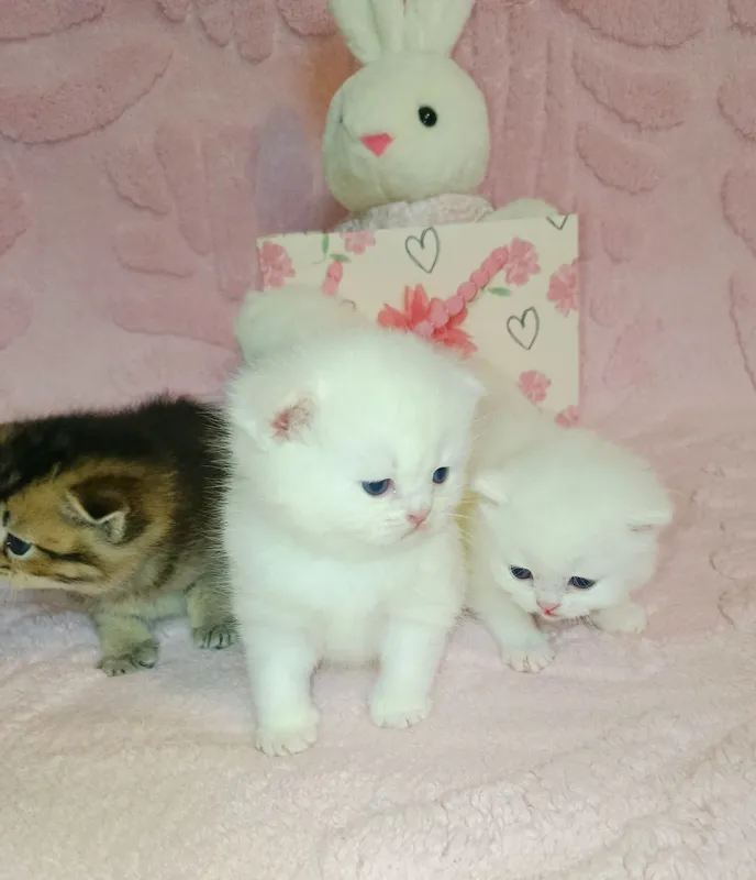 Продается молодая кошечка золотая шиншилла — фото 5