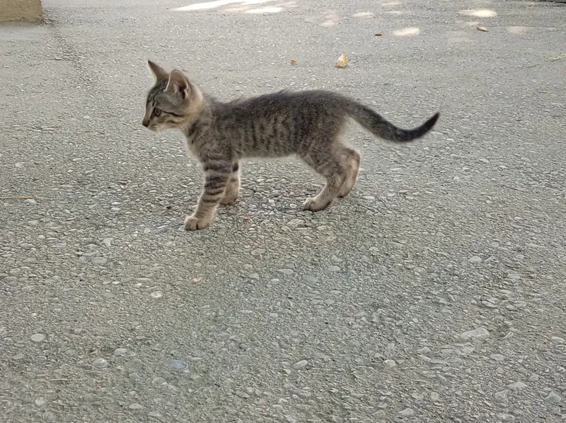 Котёнок 3 Котёнок 3