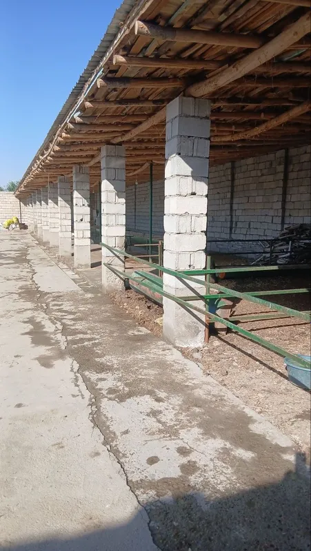 Srochno tayyor molxona 3 Srochno tayyor molxona 3