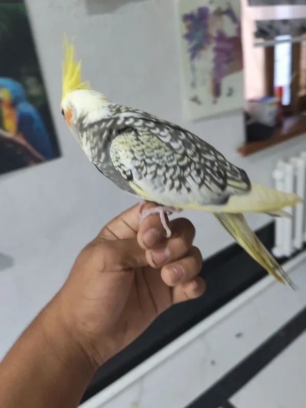 Qushlar sotiladi 6