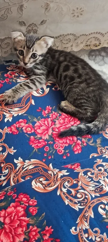 Бенгальские кот с 2