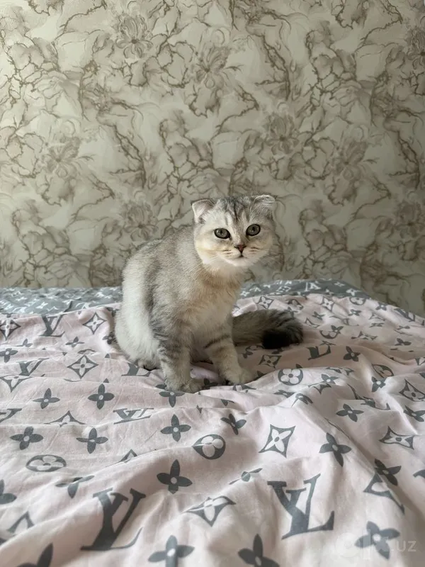 British Shinshilla 4 British Shinshilla 4