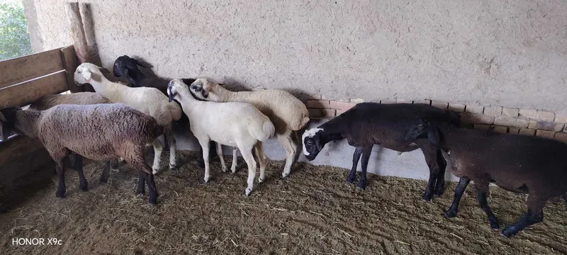 Qo'chqor barralar sotiladi 3 Qo'chqor barralar sotiladi 3