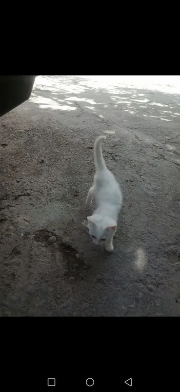 Продаются котята скотиш-фолд девочки . Белые. — фото 3