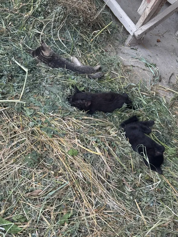 котята