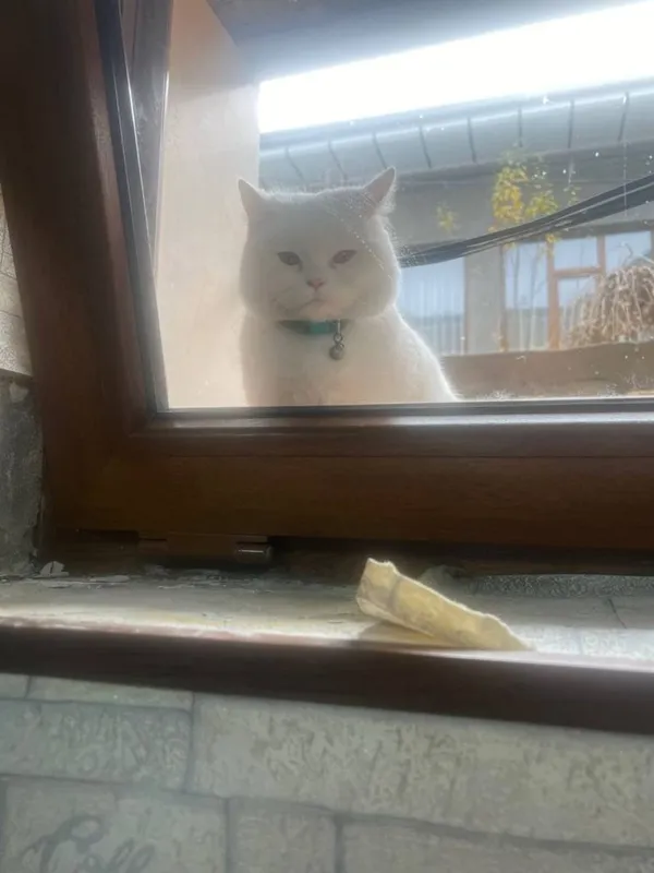 Скотиш страйк годик — фото 2