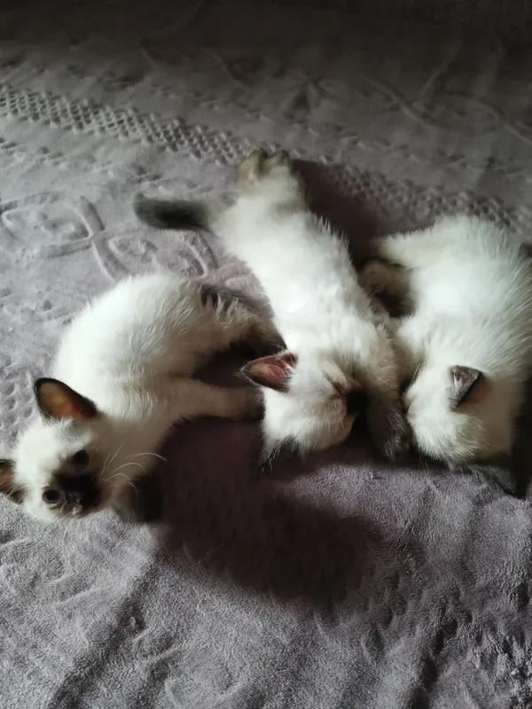 Котята тайцы-болинезы 4 Котята тайцы-болинезы 4