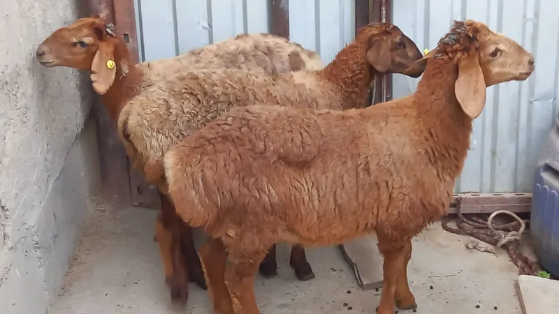 Qirgiz barrala sotiladi 3 Qirgiz barrala sotiladi 3