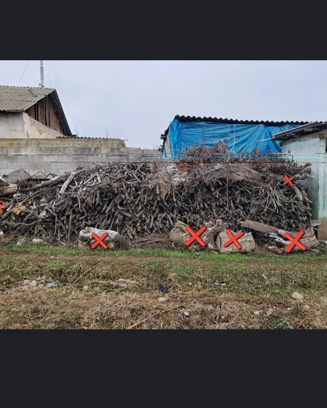 Oʻrik oʻtin oʻrtacha qalinlikda