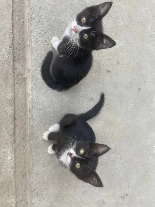Котёнок даром в хорошие руки