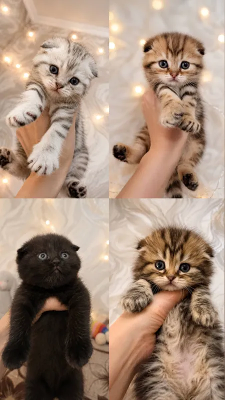 Котята Скотиш Фолд — фото 2