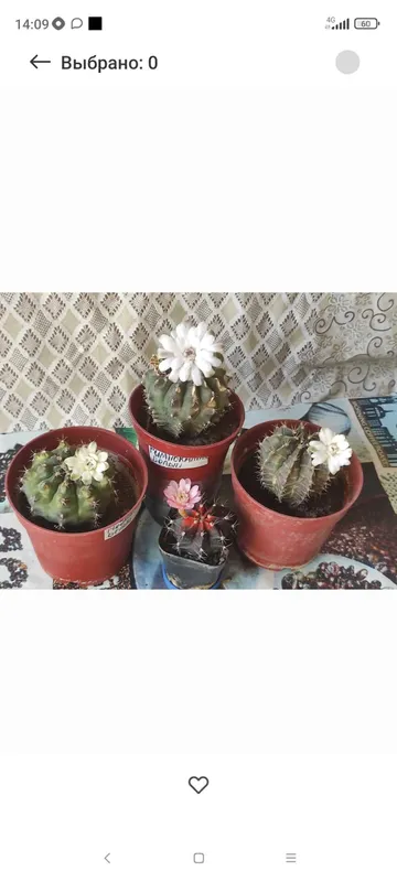 Сортовые цветущие кактусы 5 Сортовые цветущие кактусы 5