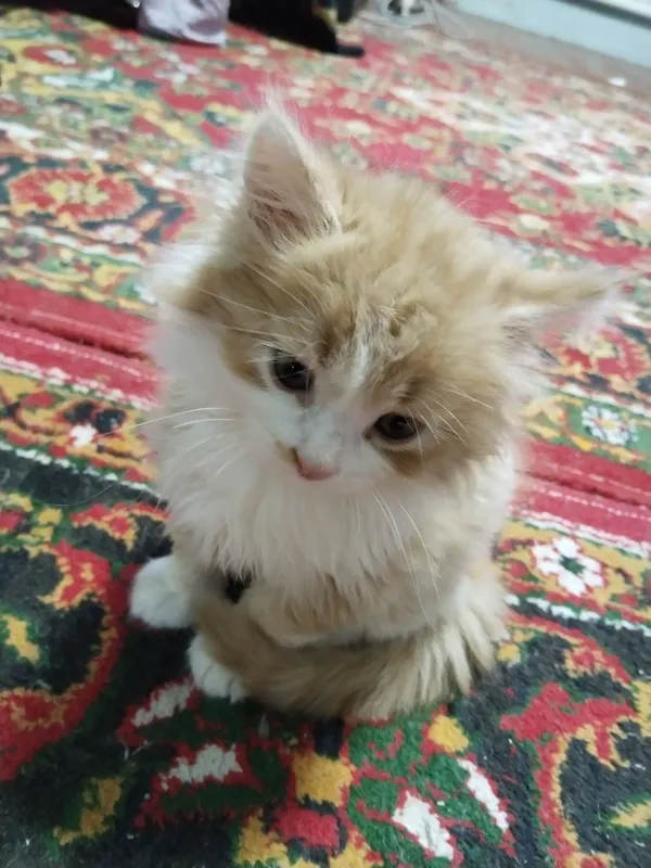 Шотланский Мушук кулга ургатилган