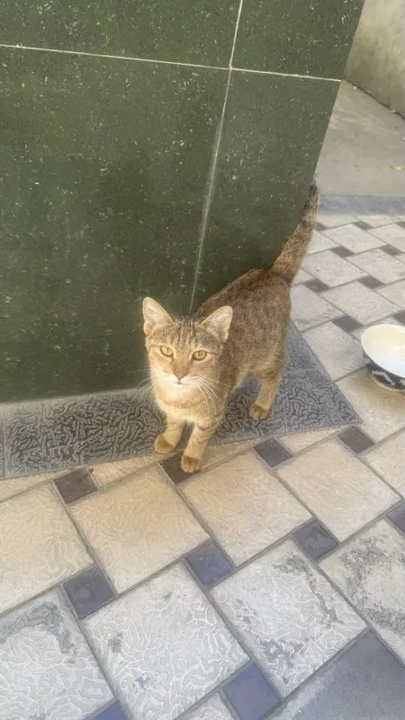 Бесплатно отдам дамашних кошек (tekinga uy muwugini beraman) 1 Бесплатно отдам дамашних кошек (tekinga uy muwugini beraman) 1