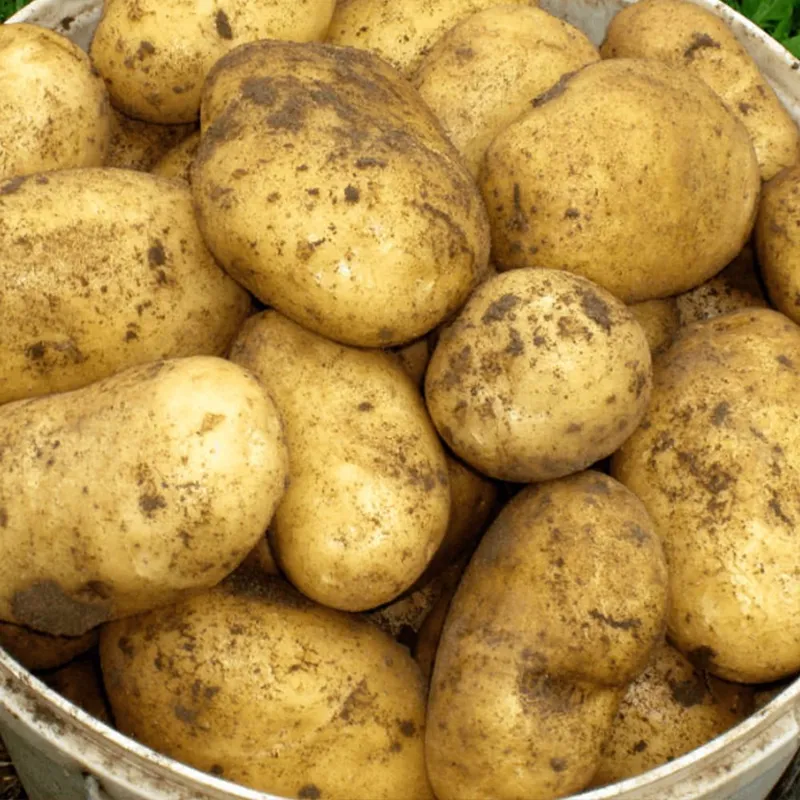 Картошка оптом ГАЛА Жиззак 1