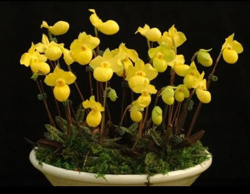 Орхидея пафиопедилум (PAPHIOPEDILUM ARMENIACUM)