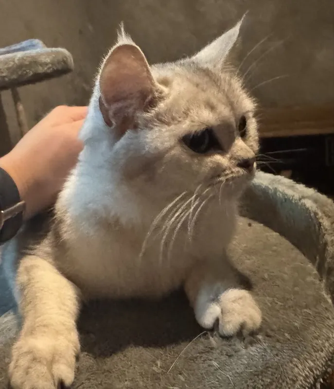 Котята Скотиш Страйт Серебристая Шиншилла — фото 3