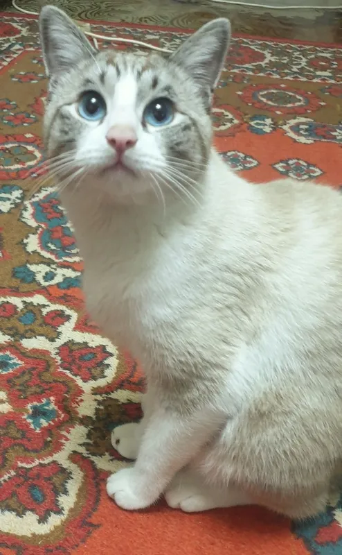 Кот мальчик 4 годика 2 Кот мальчик 4 годика 2