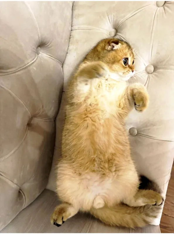 Продаётся чистокровный кот золотая шиншилла — фото 3