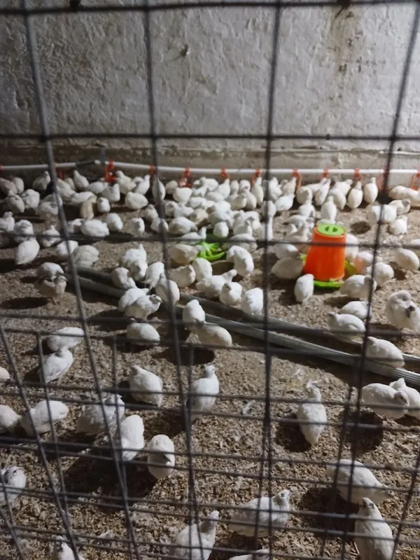 Bedona, go'shti jojalari tuxumlari sotiladi inkubator xizmati ham bor — фото 6 Bedona, go'shti jojalari tuxumlari sotiladi inkubator xizmati ham bor — фото 6
