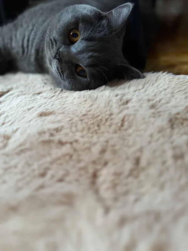 Вязка кота британской породы! — фото 3