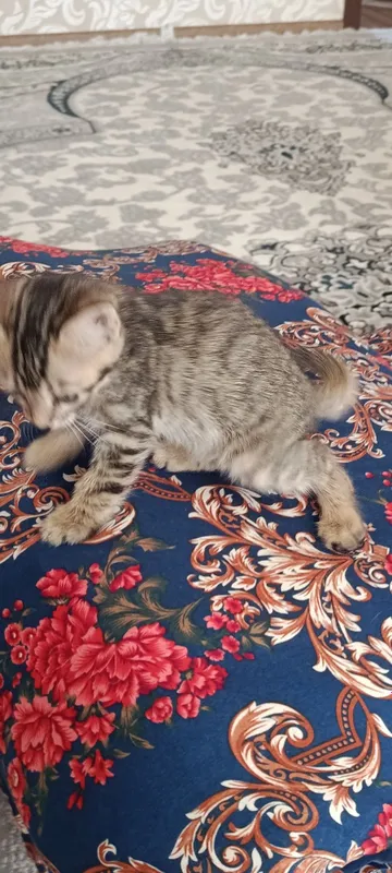 Бенгальские котёнок. Bengalskiy mushuk 2 Бенгальские котёнок. Bengalskiy mushuk 2