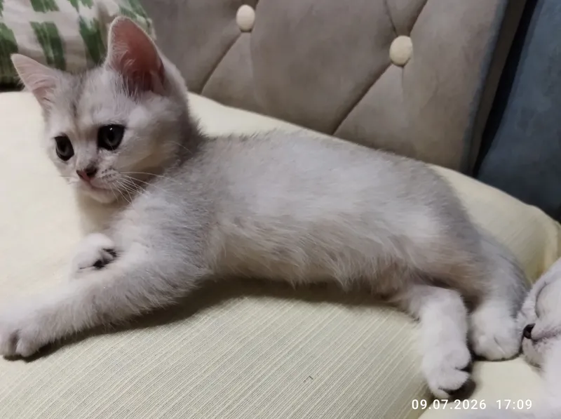 продажа шотланских котят 5