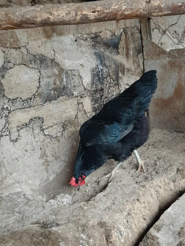 Toza Qora Shahzoda Damashniy tuxumlari — фото 2