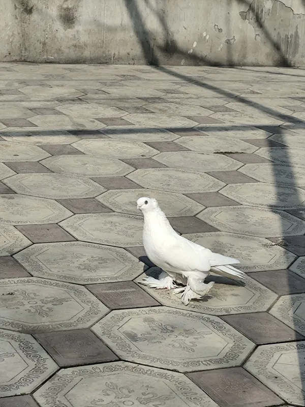 kabutar