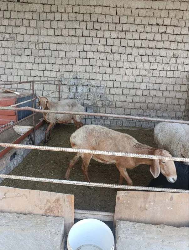 Qoy sotiladi. 3 Qoy sotiladi. 3