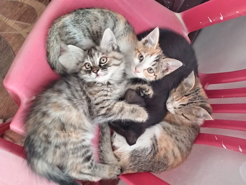 Отдам в хорошие ручки котят 1 Отдам в хорошие ручки котят 1