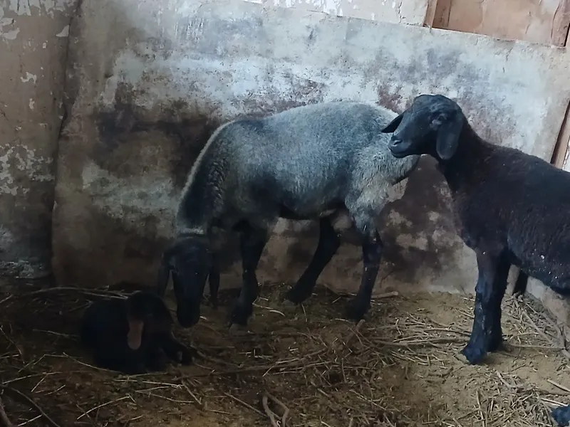 Qo'y qo'zichog'i bilan — фото 1