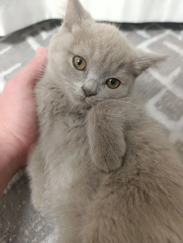 Скоттиш Фолд ва Скоттиш Страйт 3та у́гил Кошки Котята Мушук — фото 4
