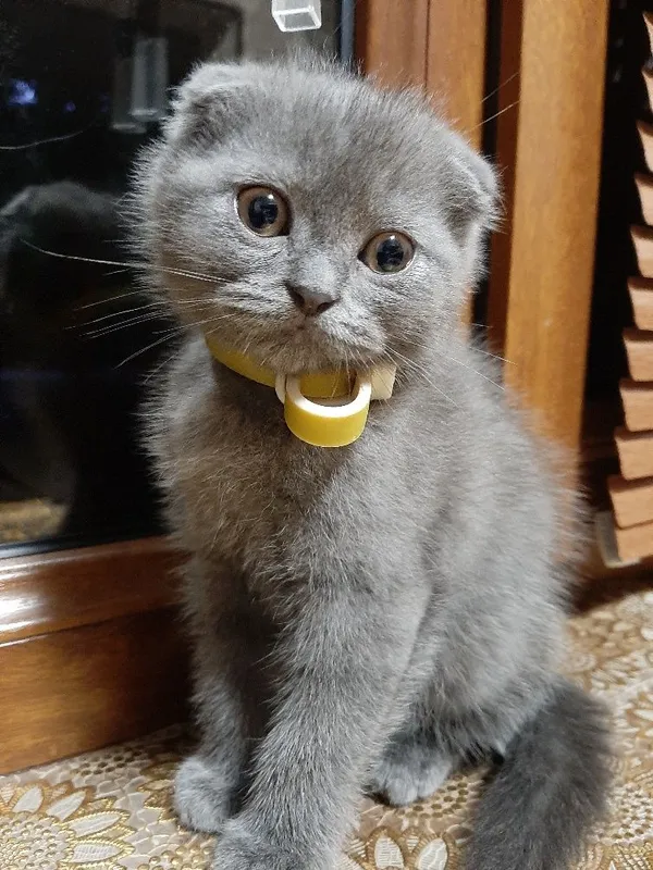 Ўғил скоттиш фолд — фото 1