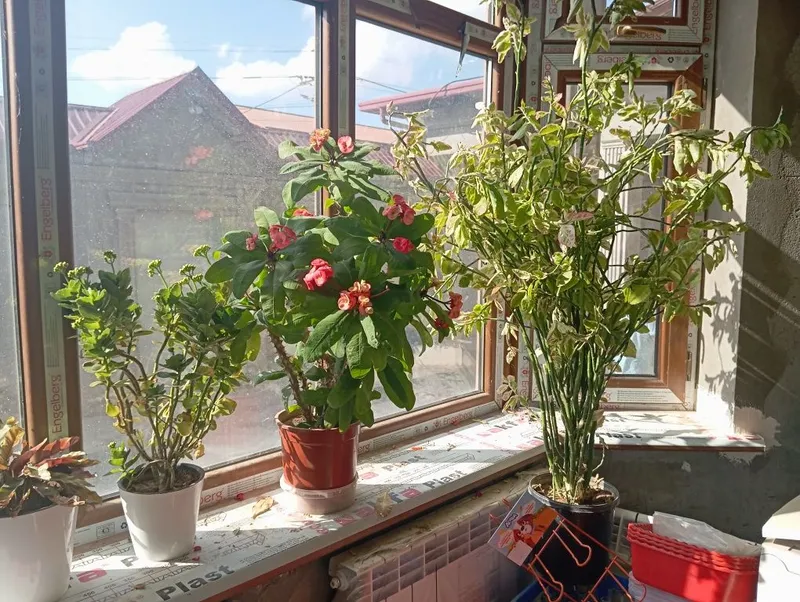 Алоэ и комнатные растения