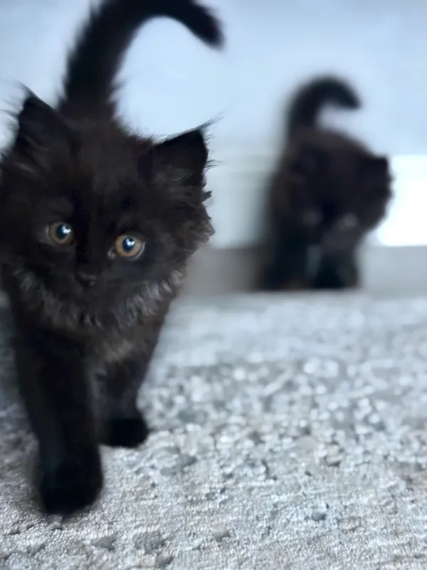 British longhair — фото 1