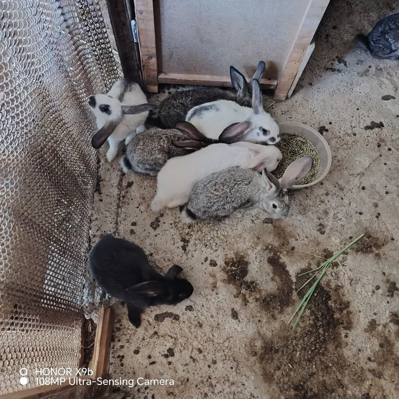 Quyon bolalari sotiladi. Каттаси хам бор кролик 3