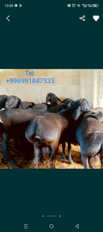 Qassob xizmati,Aqiqa exson qurbonlik talablariga — фото 5