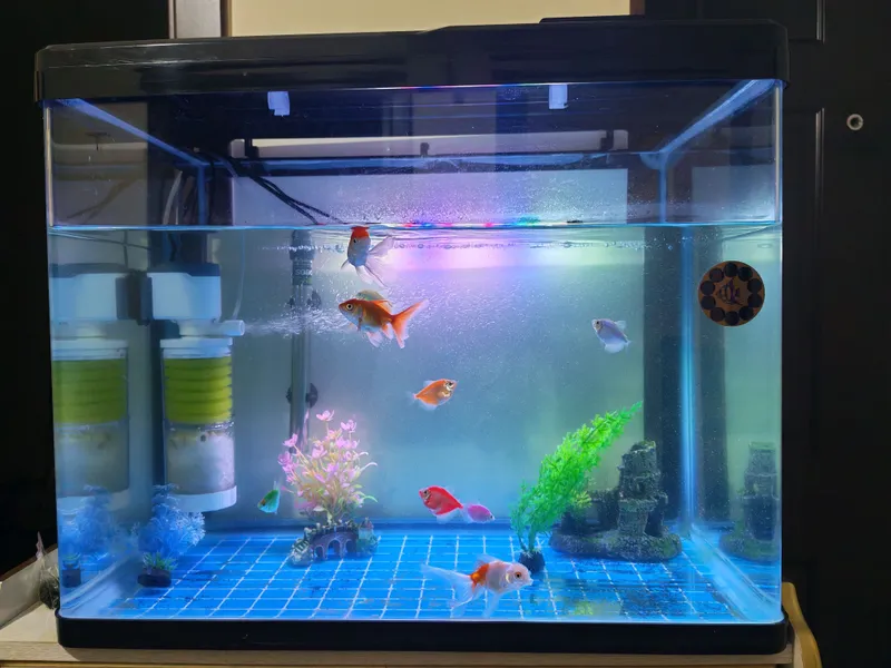 Akvarium komplekt baliqlari bilan