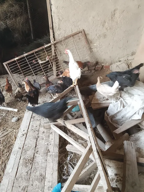 Turli turdagi tovuq va xoʻrozlar sotiladi