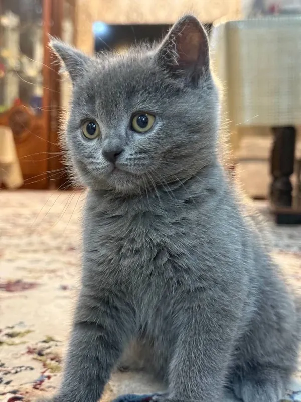 Британские котятя