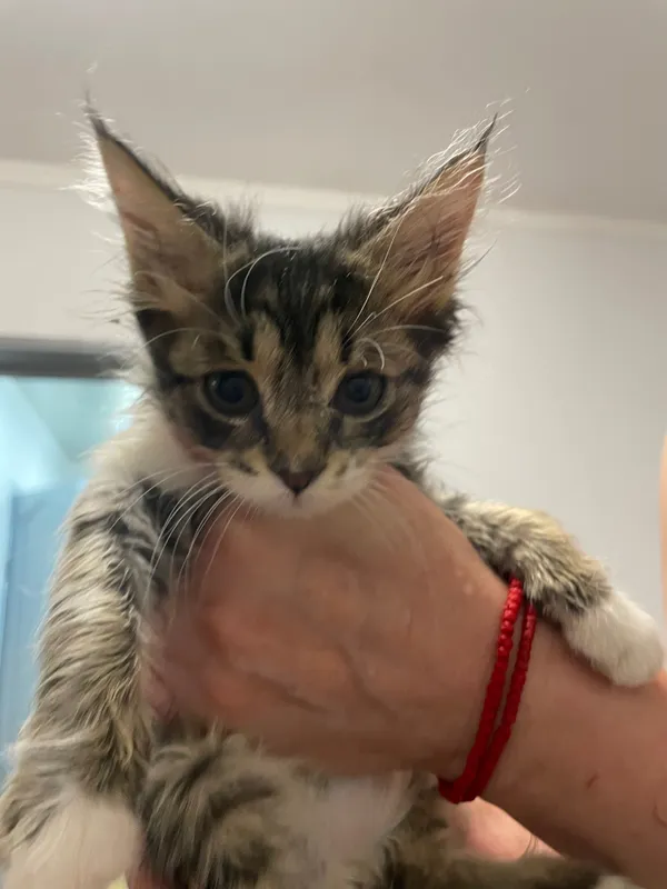 Котята бесплатно! 5