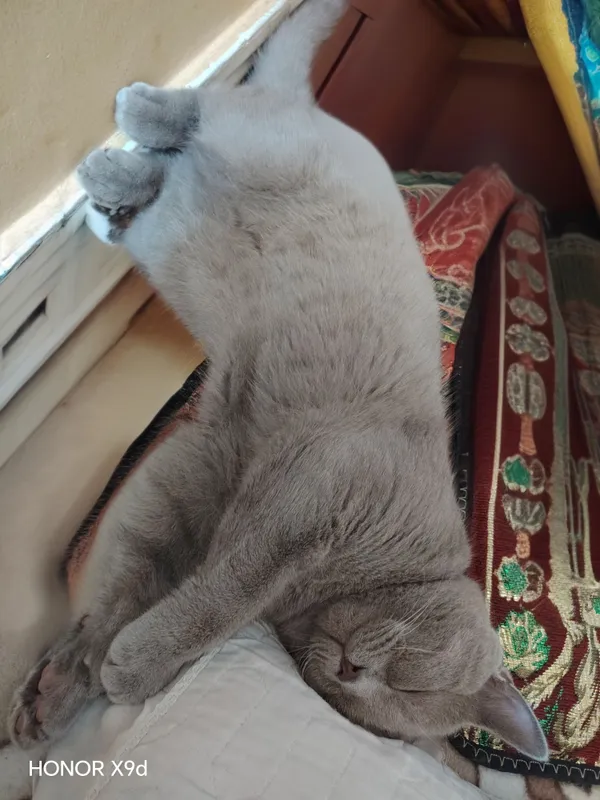 Latok biladi zotdor skotish stray jnsi oʻgʻil bola — фото 3