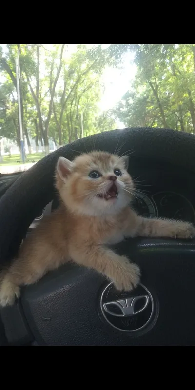 Продается котёнок