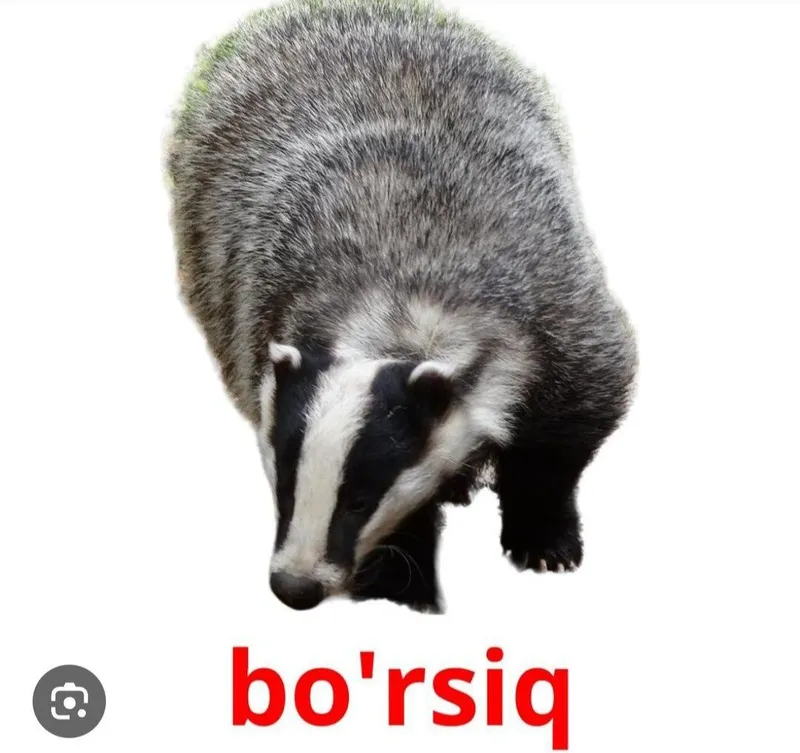 Borsu yogi Barsuchniy jir (tabiy) Suĝur yoĝi