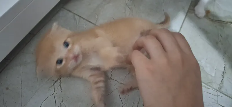 кошка/mushuk 4
